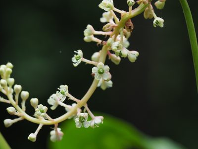 Phytolacca americana, photographed by Clay Gibbons