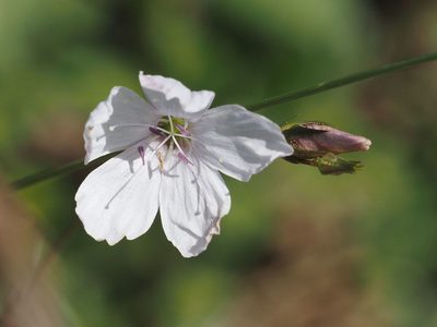 Linum tenuifolium, photographed by Michael Knapp