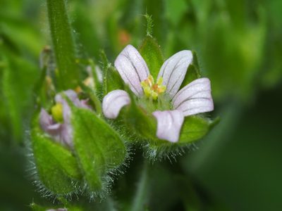 Geranium carolinianum