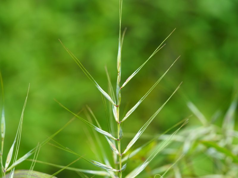 Elymus hystrix, photographed by Clay Gibbons