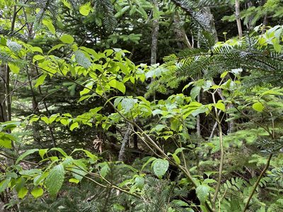 Cornus alternifolia