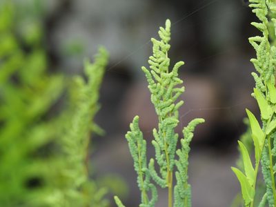 Osmunda spectabilis, photographed by Clay Gibbons