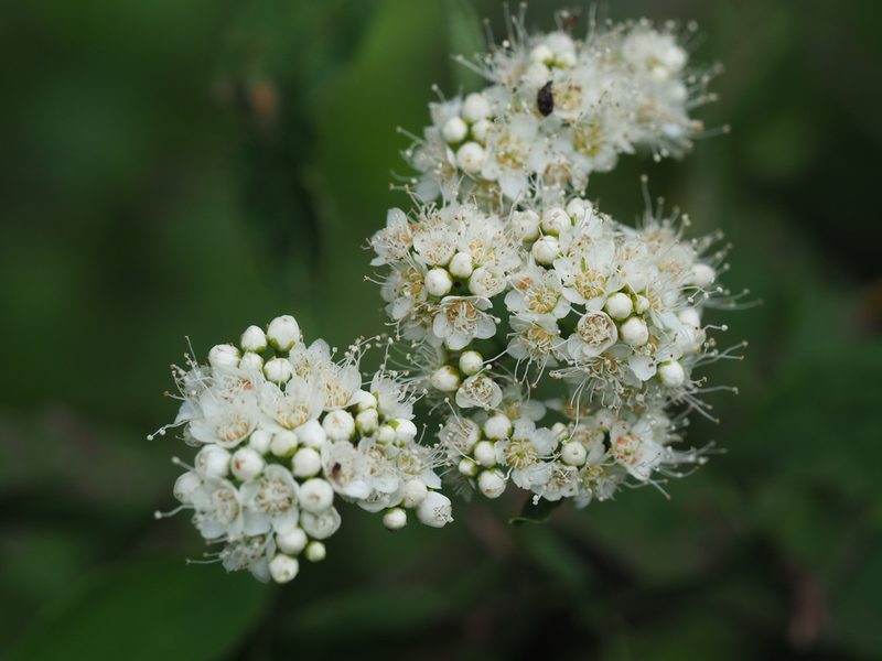 Spiraea virginiana, photographed by Clay Gibbons