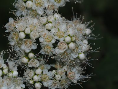 Spiraea virginiana, photographed by Clay Gibbons