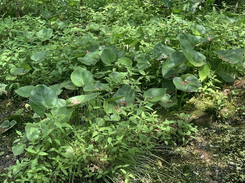 Calla palustris, photographed by naturalist charlie