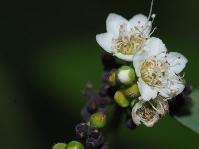 Spiraea virginiana, photographed by Clay Gibbons
