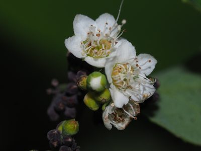 Spiraea virginiana, photographed by Clay Gibbons