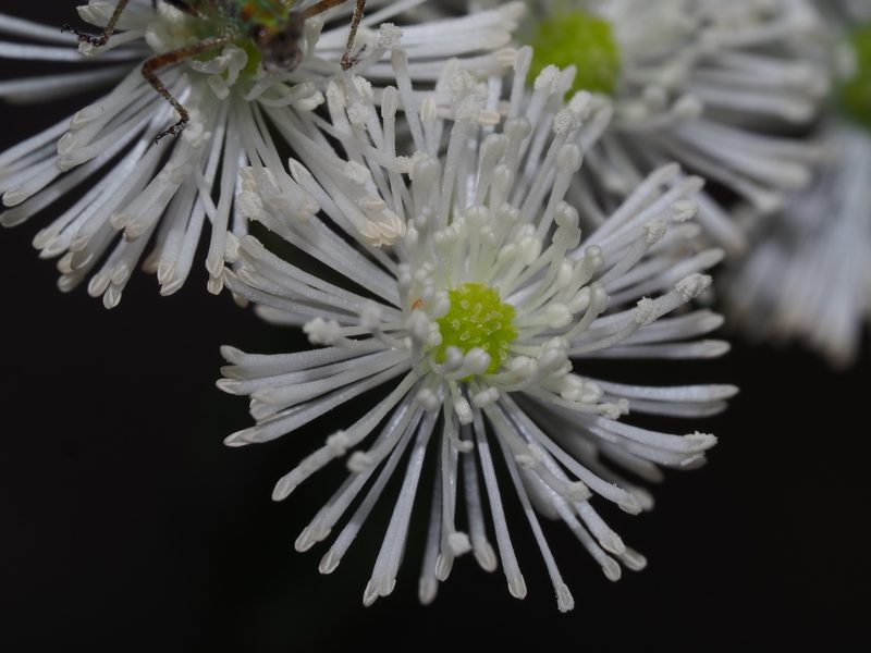 Trautvetteria caroliniensis, photographed by Clay Gibbons