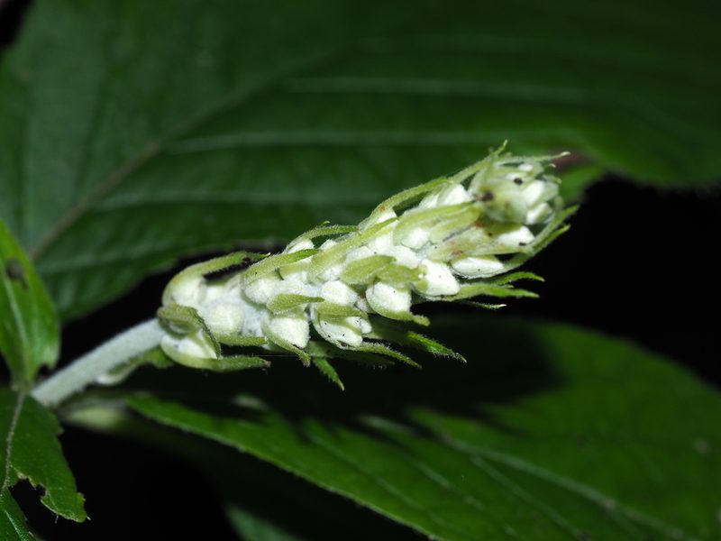Clethra acuminata, photographed by Clay Gibbons