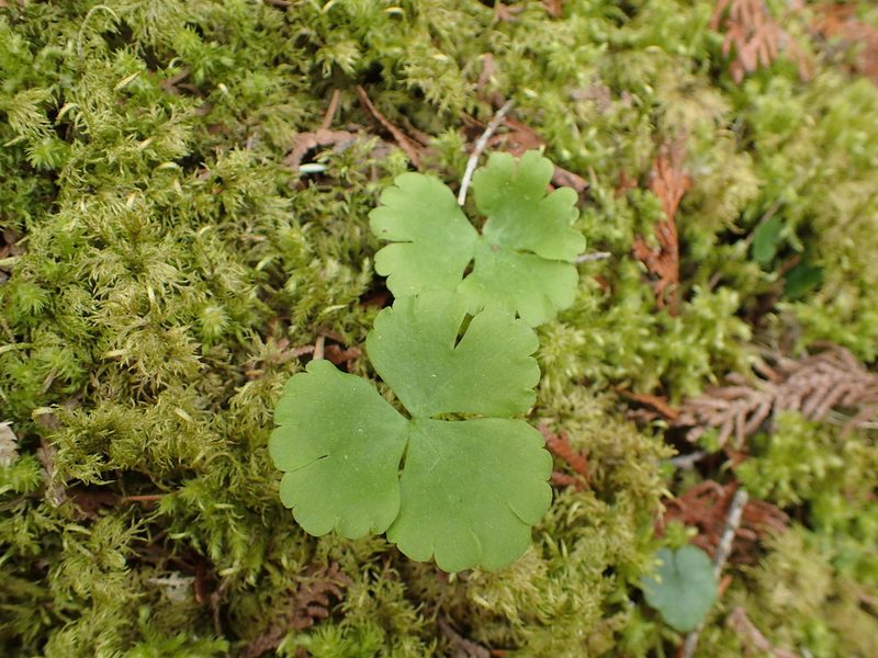 Ranunculus lapponicus, photographed by Allan Harris