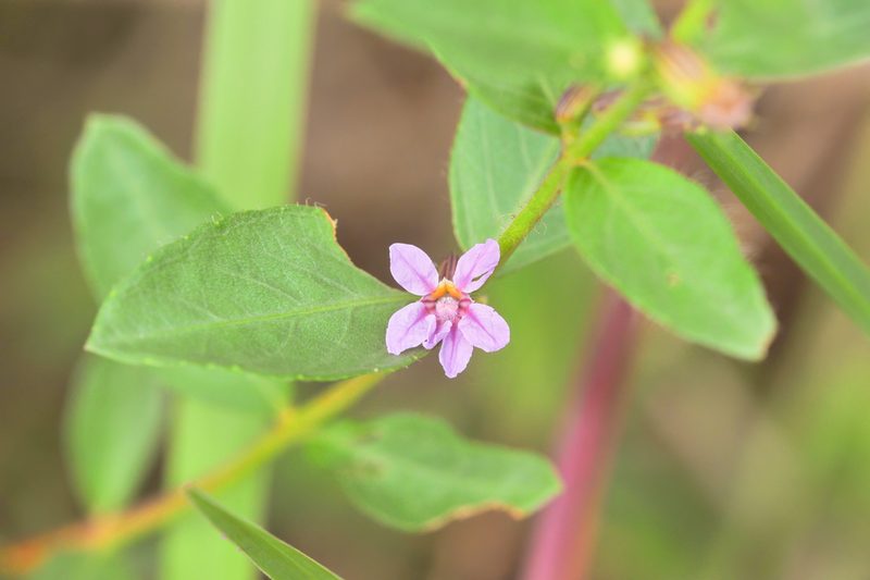 Cuphea myrtifolia, photographed by Morten Ross