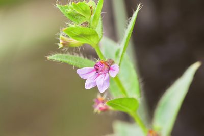 Cuphea myrtifolia, photographed by Morten Ross