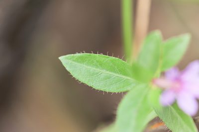 Cuphea myrtifolia, photographed by Morten Ross