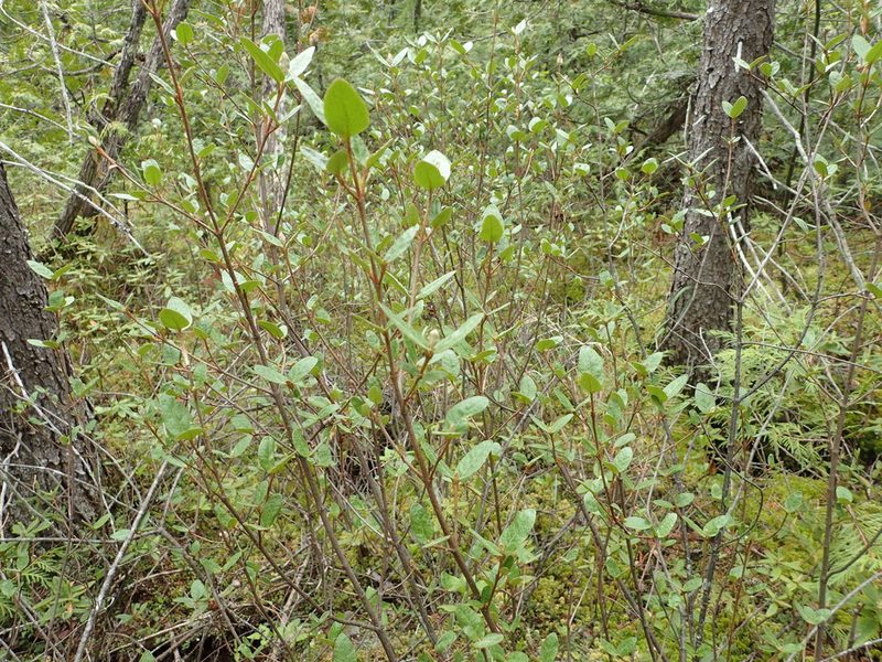 Shepherdia canadensis, photographed by Allan Harris