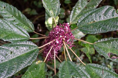 Urera nitida, photographed by w_endo