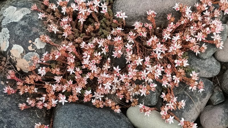 Sedum anglicum, photographed by Jane Concannon