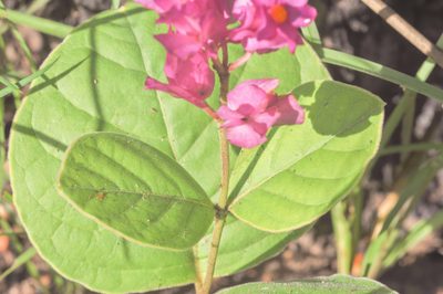 Prestonia erecta, photographed by Morten Ross