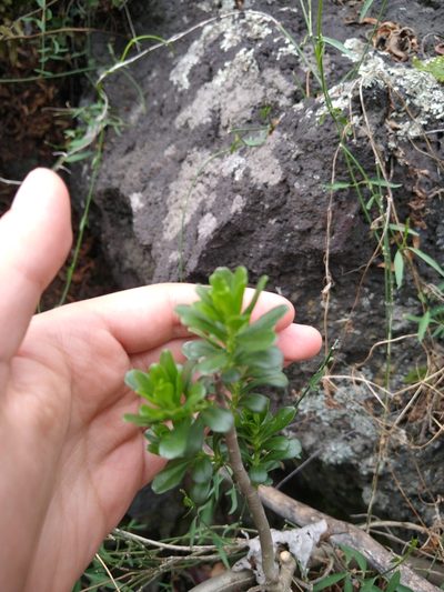 Sedum oxypetalum, photographed by Jordi Martínez Martínez