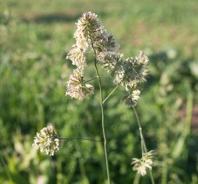 Dactylis glomerata, photographed by Anastasia_Surkova