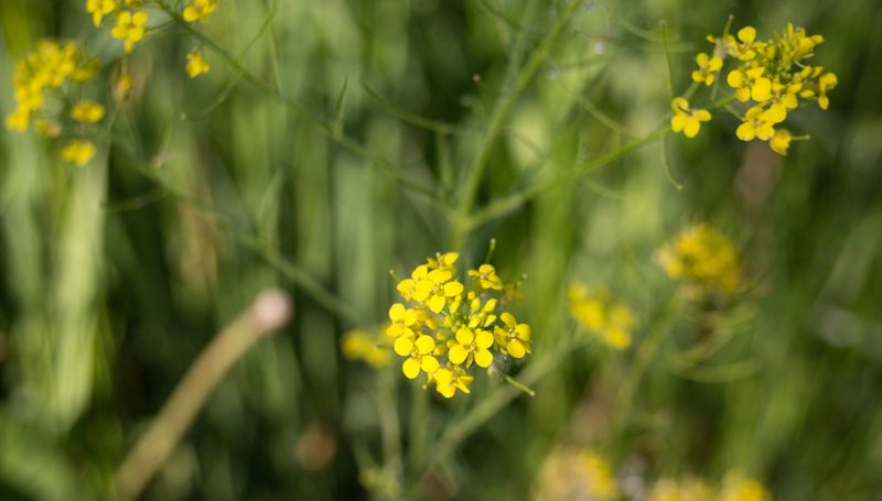 Sisymbrium loeselii, photographed by Anastasia_Surkova
