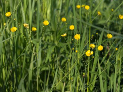 Ranunculus acris, photographed by Anastasia_Surkova