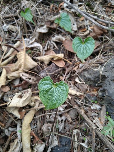 Dioscorea galeottiana, photographed by Jordi Martínez Martínez