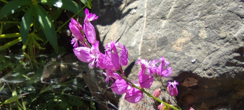 Polygala boissieri, photographed by Santiago Martín-Bravo
