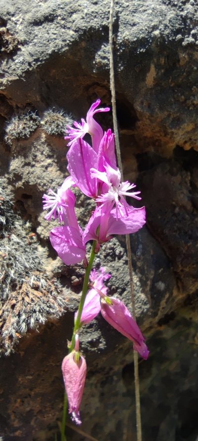 Polygala boissieri, photographed by Santiago Martín-Bravo