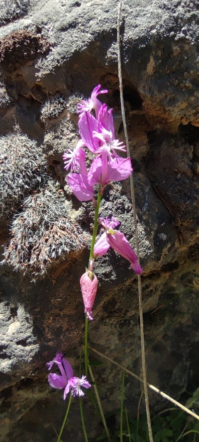 Polygala boissieri, photographed by Santiago Martín-Bravo