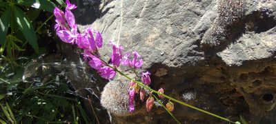 Polygala boissieri, photographed by Santiago Martín-Bravo