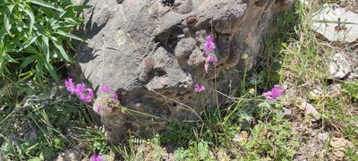 Polygala boissieri, photographed by Santiago Martín-Bravo