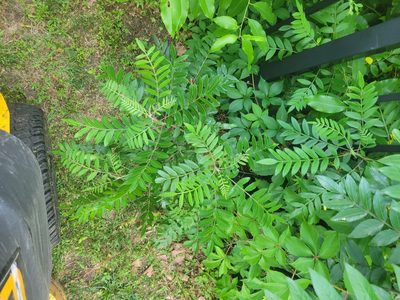 Rhus copallinum, photographed by Gold eagle Kroll