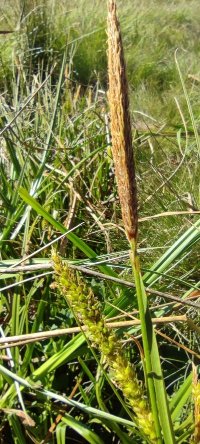 Carex camposii, photographed by Santiago Martín-Bravo