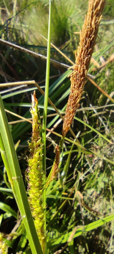 Carex camposii, photographed by Santiago Martín-Bravo