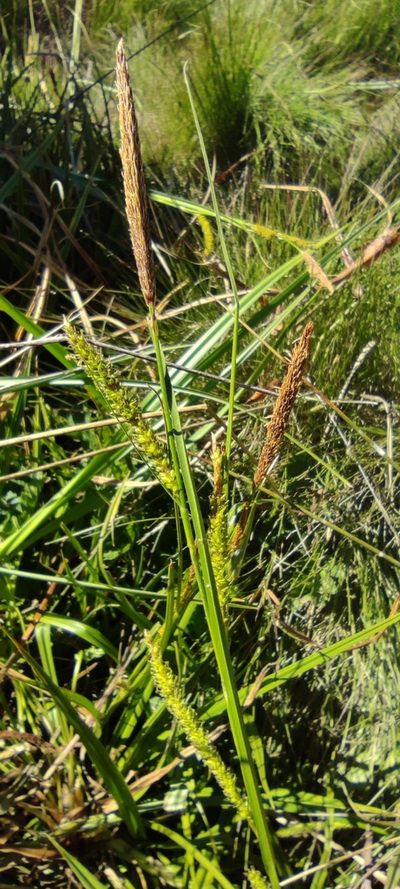 Carex camposii, photographed by Santiago Martín-Bravo