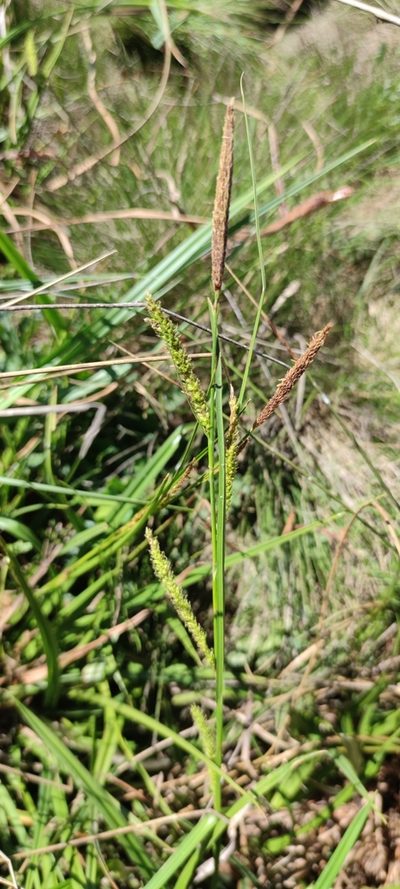 Carex camposii, photographed by Santiago Martín-Bravo