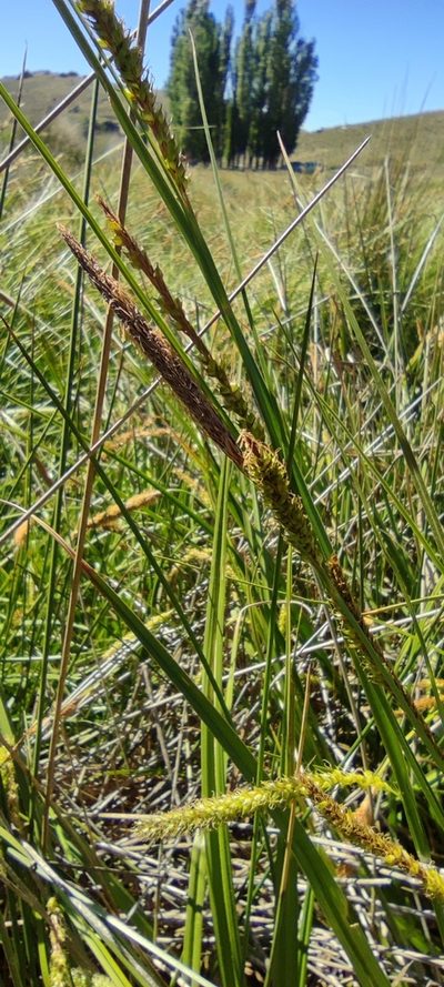 Carex camposii, photographed by Santiago Martín-Bravo