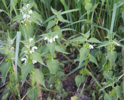 Lamium album, photographed by Anastasia_Surkova