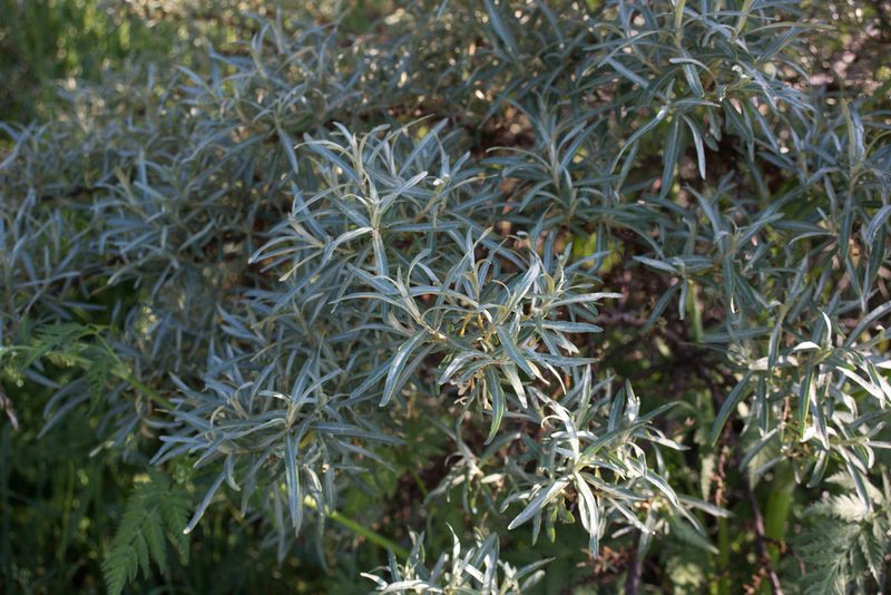 Hippophae rhamnoides, photographed by Anastasia_Surkova