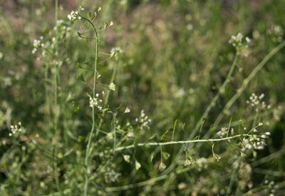 Capsella bursa-pastoris, photographed by Anastasia_Surkova