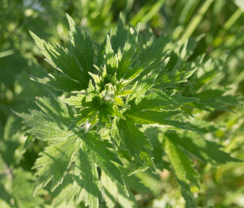 Leonurus quinquelobatus, photographed by Anastasia_Surkova