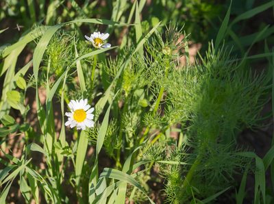 Tripleurospermum inodorum, photographed by Anastasia_Surkova