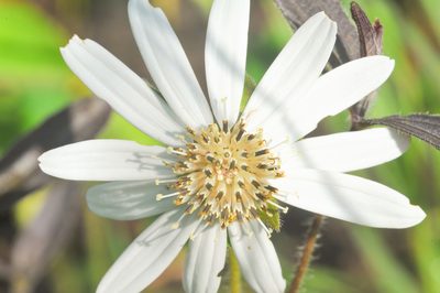 Wedelia leucoglossa, photographed by Morten Ross