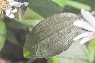 Wedelia leucoglossa, photographed by Morten Ross