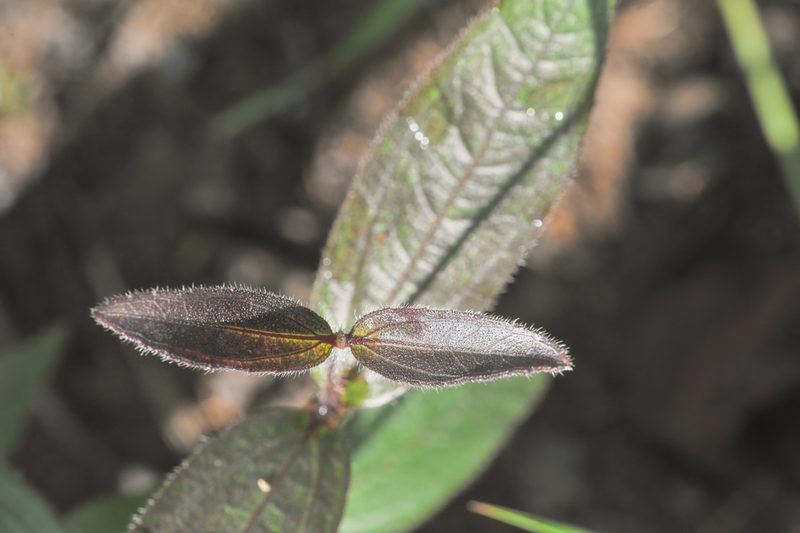 Wedelia leucoglossa, photographed by Morten Ross