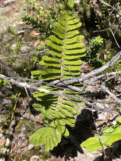 Polypodium pellucidum, photographed by nebrooks