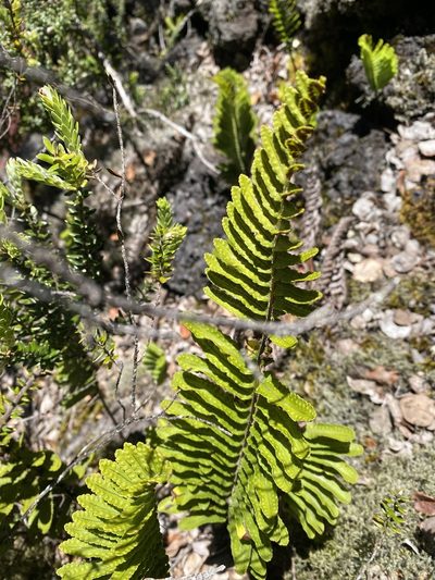Polypodium pellucidum, photographed by nebrooks