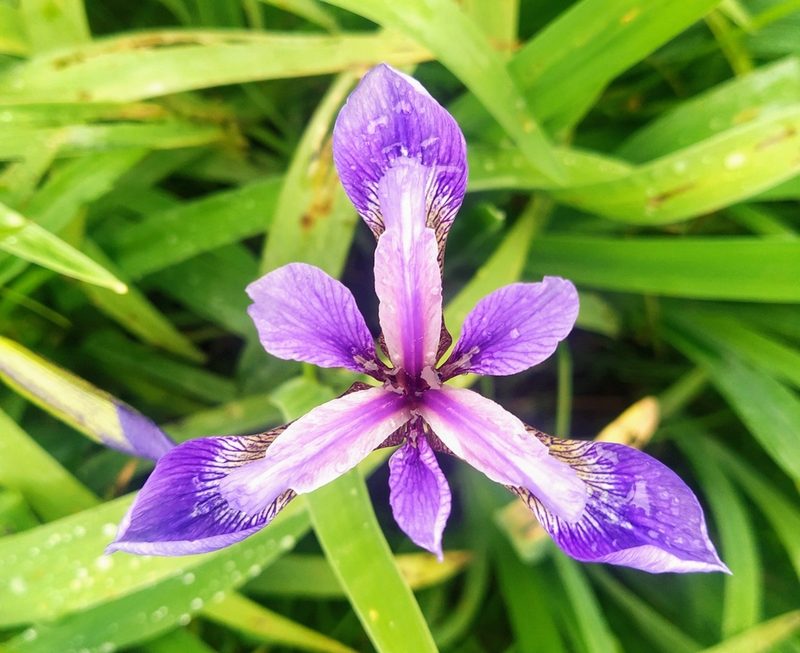 Iris versicolor, photographed by Blake Ross