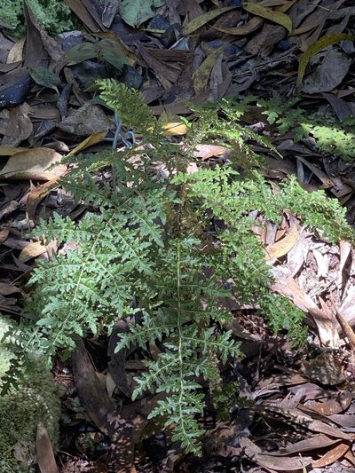 Cyanea shipmanii, photographed by nebrooks