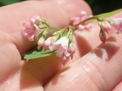 Apocynum androsaemifolium, photographed by Lynn Harper